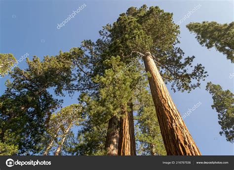 Mariposa Grove Yosemite National Park Contains Mature Giant Sequoias Stock Photo