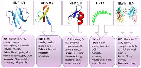 Jcm Free Full Text Antimicrobial Peptides In Early Life Host