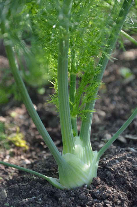 Growing Wild Fennel Bulb at Roberta Vance blog
