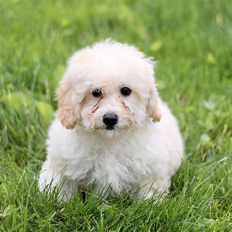 Bichon Frise Puppies for Sale (Cute, Smart, & Healthy) | VIP Puppies