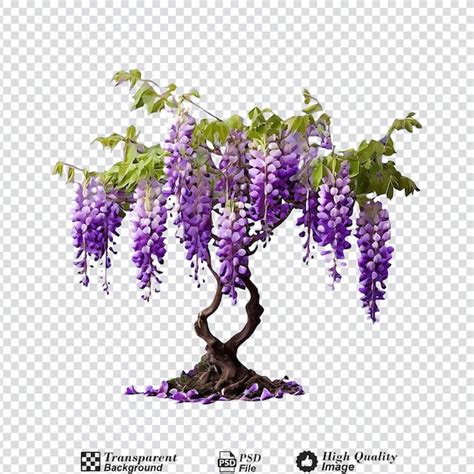 Premium Psd Wisteria Tree Isolated On Transparent Background