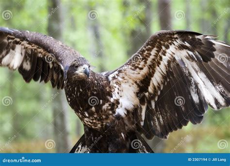 Young Bald Eagle Stock Images - Image: 2307194