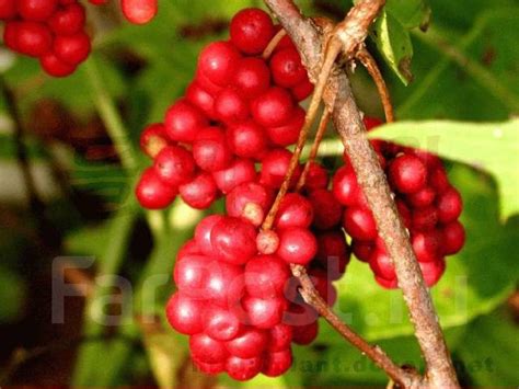 Лимонник Дальневосточный, новый, в наличии. Цена: 100₽ в Хабаровске