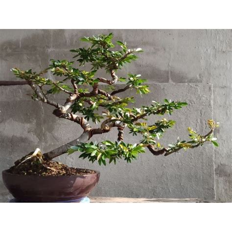 Jual Kaliandra Belandakaliandra Surinamesiskaliandra Sulimarjasiap