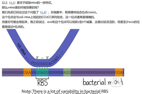 Mit 分子生物学 Part3 33 Bacterial Lnitiation Continued 哔哩哔哩