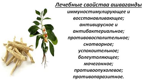 Ашваганда — лечебные свойства и противопоказания, почему запрещена в России