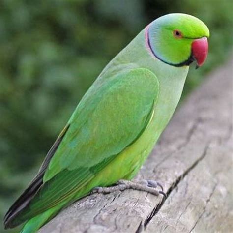 Buy Parrots Online In Pakistan Parrots For Sale And Purchase Taj Birds