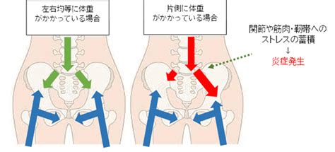 仙腸関節表面の解剖学