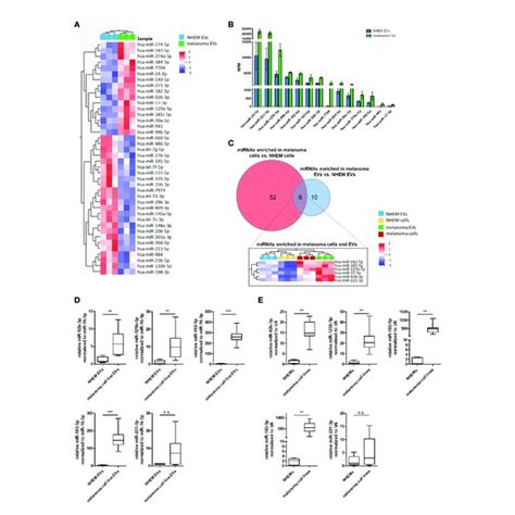 Specific Mirna Enrichment In Melanoma Cell Derived Evs A Heatmap