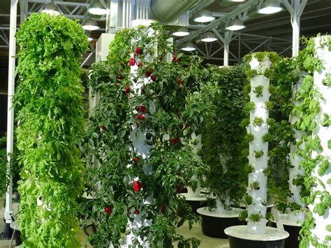 Nurturing My Greens With High Tech Reflections On Vertical Farming And