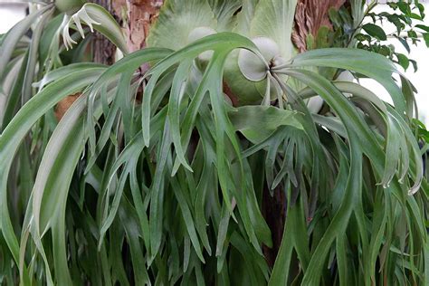 How to Grow and Care for Staghorn Ferns | Gardener’s Path