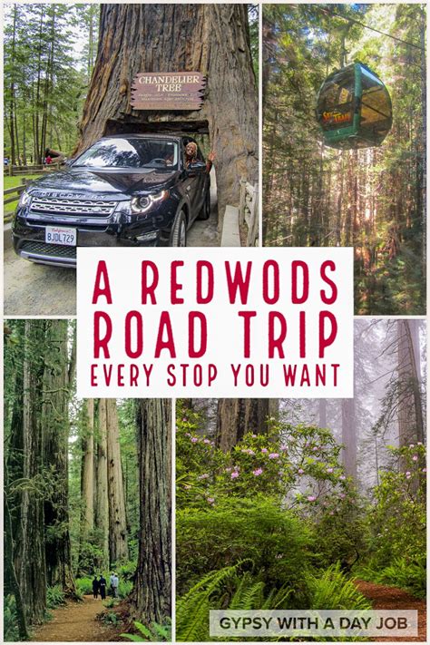 A Redwoods Road Trip Way More Than San Francisco To Redwoods National