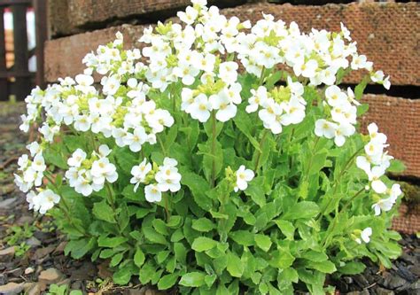 Арабис многолетний: посадка и уход в открытом грунте