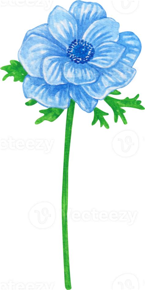 Watercolor Flower Anemone Png