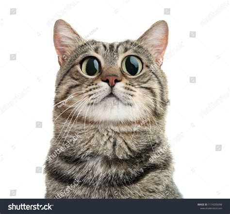 Funny Cat Big Eyes On White Stock Photo 1174295098 | Shutterstock