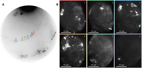 Direct Observation Of Grain Boundaries In Graphene Through Vapor Hydrofluoric Acid Vhf