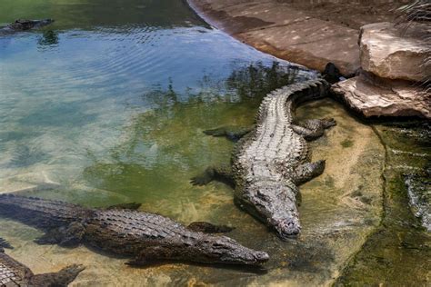 Mais de 70 crocodilos escapam de fazenda após enchentes no sul da China