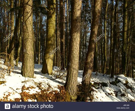 in mixed forest Stock Photo - Alamy