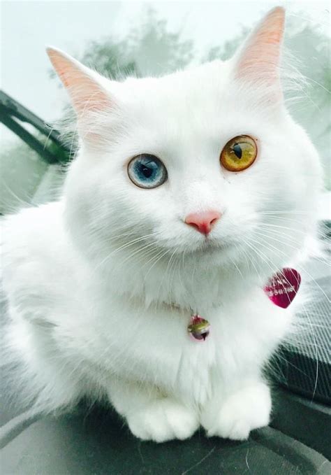 Tph Luna The Mesmerizing Feline Marvel Embracing Heterochromia