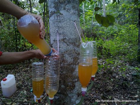 Igb Inoculum Premium Inokulasi Mudah Murah Menggunakan Inokulan Gaharu