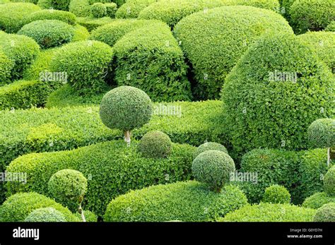 Caja común Buxus Buxus sempervirens la belleza de la Naturaleza