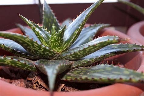 Почему не заживают раны: причины и методы лечения