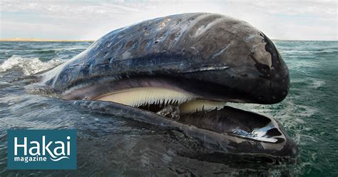 Do Whales Have Hairy Teeth | developchild