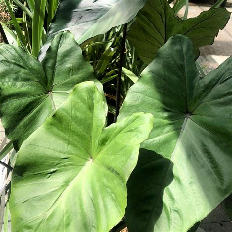 Colocasia esculenta Black magic Oreille d Eléphant Variété au