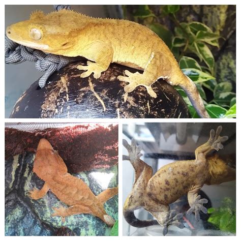 How To Tell The Sex Of A Crested Gecko Crested Geckos MorphMarket Reptile Community
