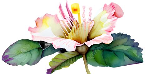 create unique png vector psd  clipart  transparent background