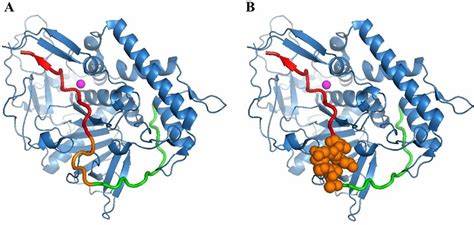 structure   bonta  bonte peptide substrates