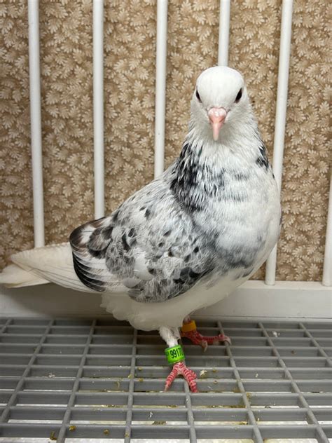 Birminham Roller Pigeons Rocky Ridge Pigeons