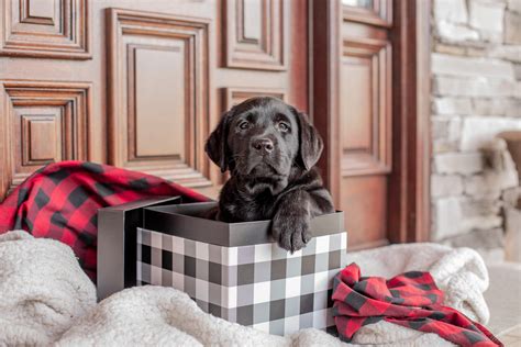 What Is The Difference Between An English And American Labrador Retriever
