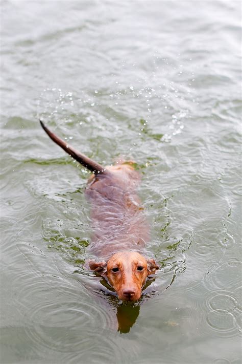 Noodle at the Lake | Dachshund swimming, Dachshund puppy miniature, Dachshund love