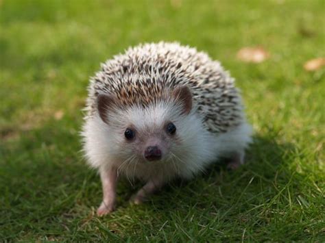 Newborn hedgehog