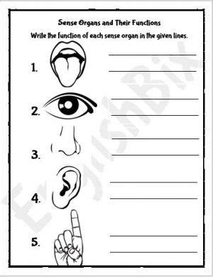 Sense Organs and Their Functions Worksheet - EnglishBix