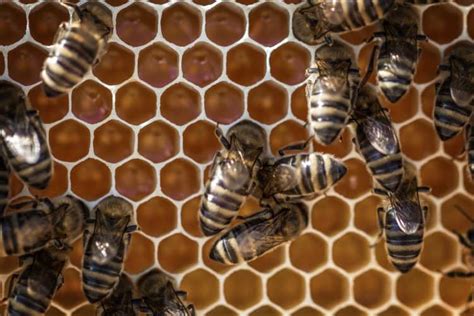 How Do Bees Make Hexagons A Simple Answer School Of Bees