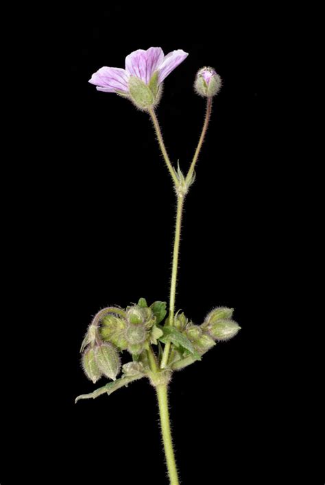 Geranium Holosericeum Willd Ex Spreng Plants Of The World Online Kew Science