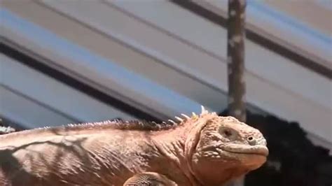 Iguanas back on Galapagos island after 200 years | World News | Sky News