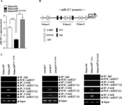 Cage Directly Regulates The Expression Of Mir 217 A Cell Lysates Download Scientific Diagram