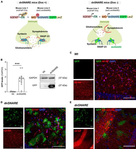 Frontiers Astrocytes Control Hippocampal Synaptic Plasticity Through