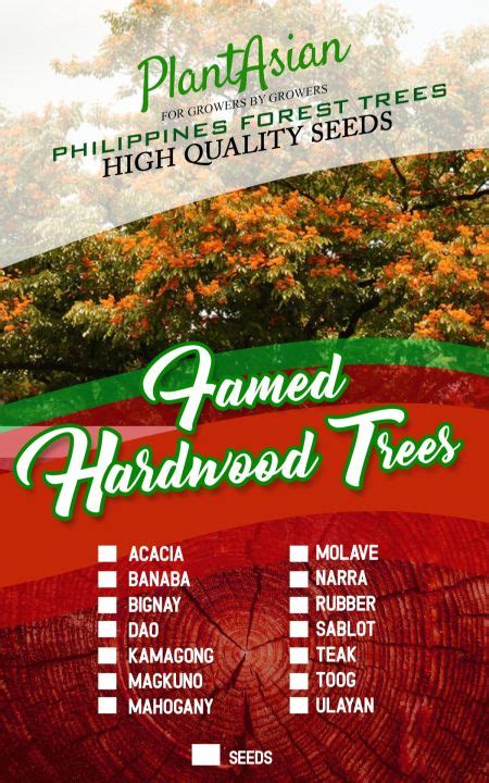 Acacia Mangium Tree Seeds 20 Seeds Lazada Ph