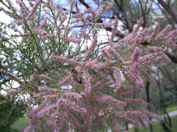 Декоративный кустарник тамарикс: выращивание и уход за неприхотливым ...