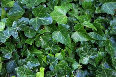 Different Types Of Ivy Plants With Pictures Conserve Off