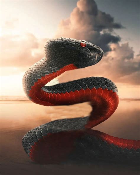 Big Snake Photoshop Background Full Hd For Cb Editing Kreditings