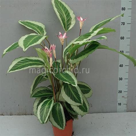 Калатея Бикажо Гекко, розовая, Calathea Bicajoux Gesco, pink купить в ...
