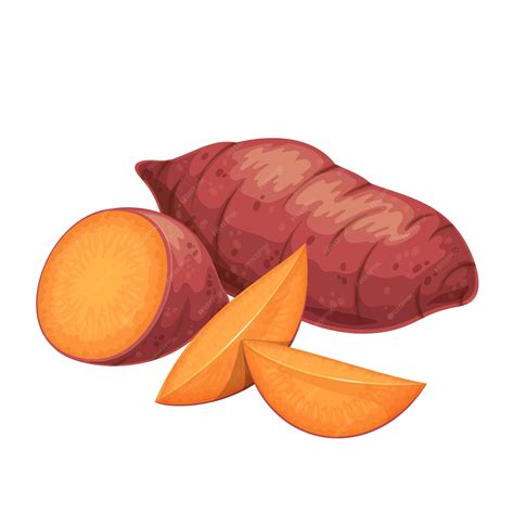 Premium Vector Sweet Potato