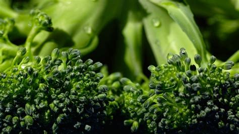 Brotes De Br Coli Veces M S Ben Ficos Que Las Plantas Maduras