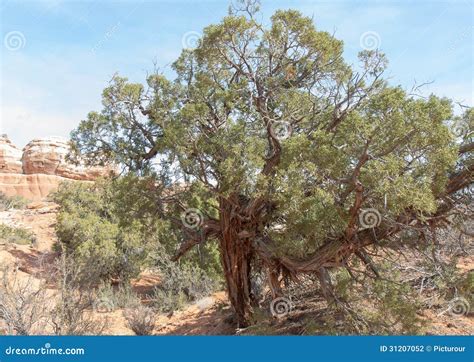 Tough Old Utah Juniper Stock Photography Image 31207052