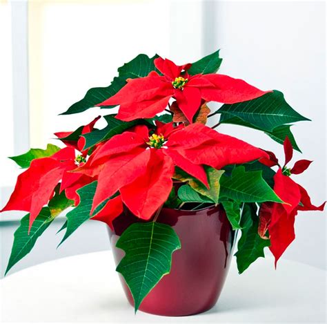 Пуансеттия (Рождественская звезда): уход в домашних условиях